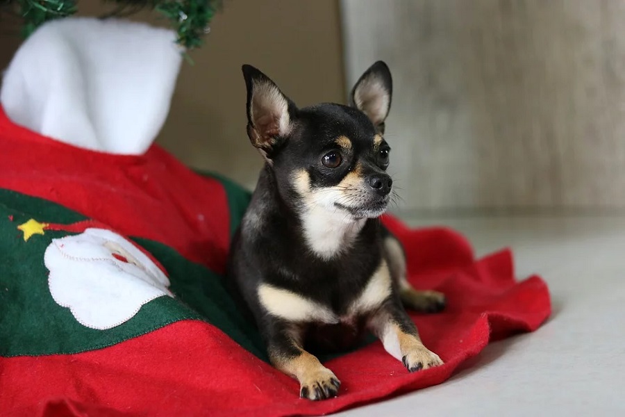 Immagini Animali Di Natale.Ricette Di Natale Per Cani Come Rendere Speciale La Cena Di Natale A 4 Zampe